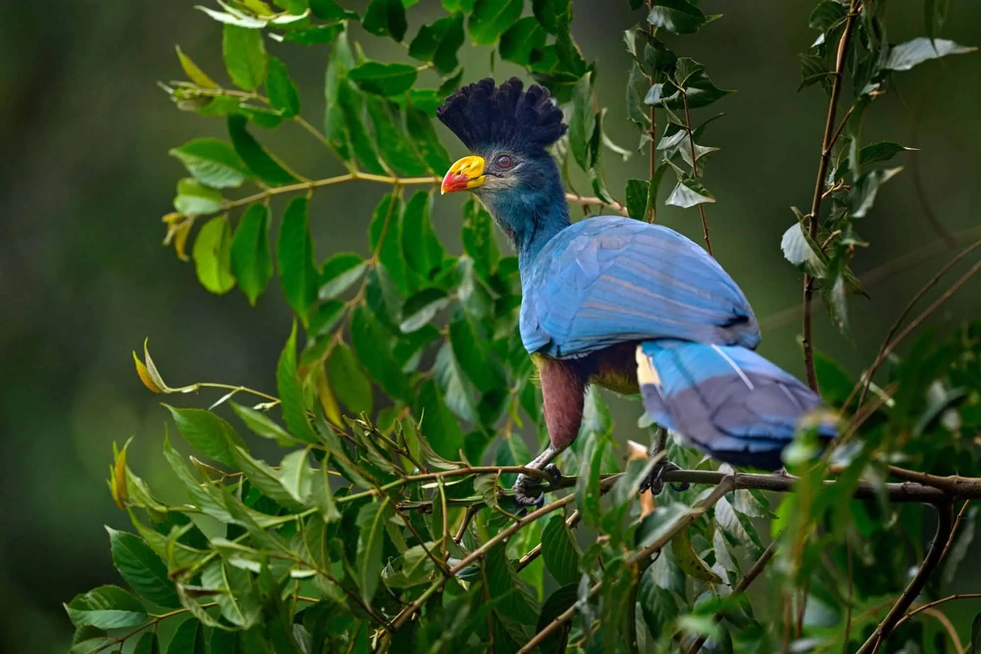 Can I do bird watching in Uganda’s Forests?