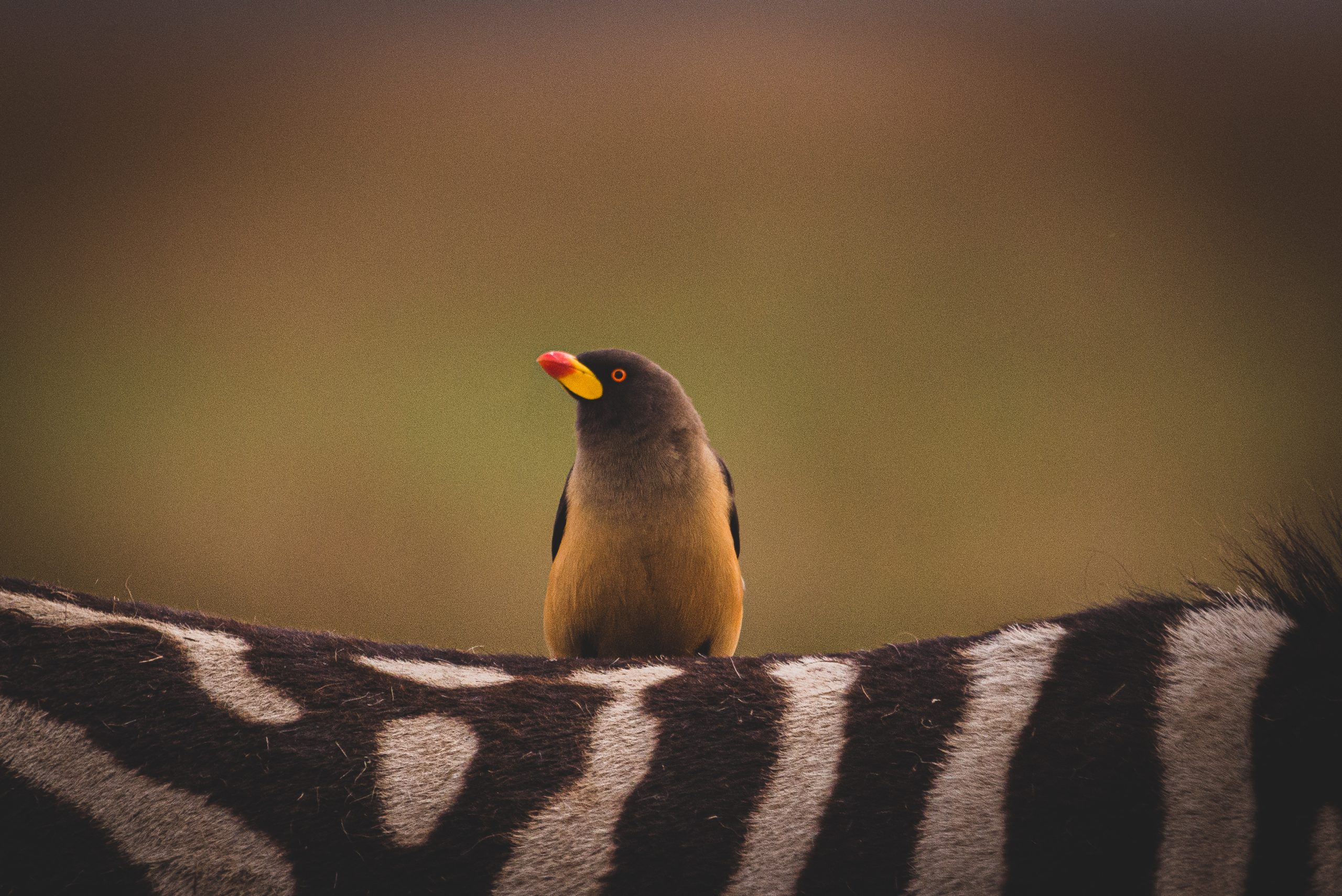 ssenyonyiderrickImages ssenyonyiderrickImages