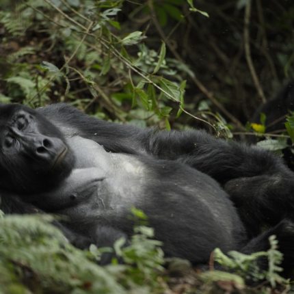 5 Days Bwindi & Lake Bunyonyi Safari